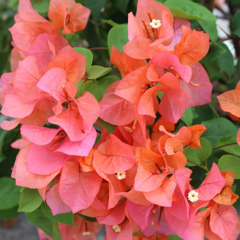 Set 2 Orange Bougainvillea Plants, 5-8" Tropical Bougainvillea Plant Starter, Colorful Perennial Blooms, Live Well Rooted Plant