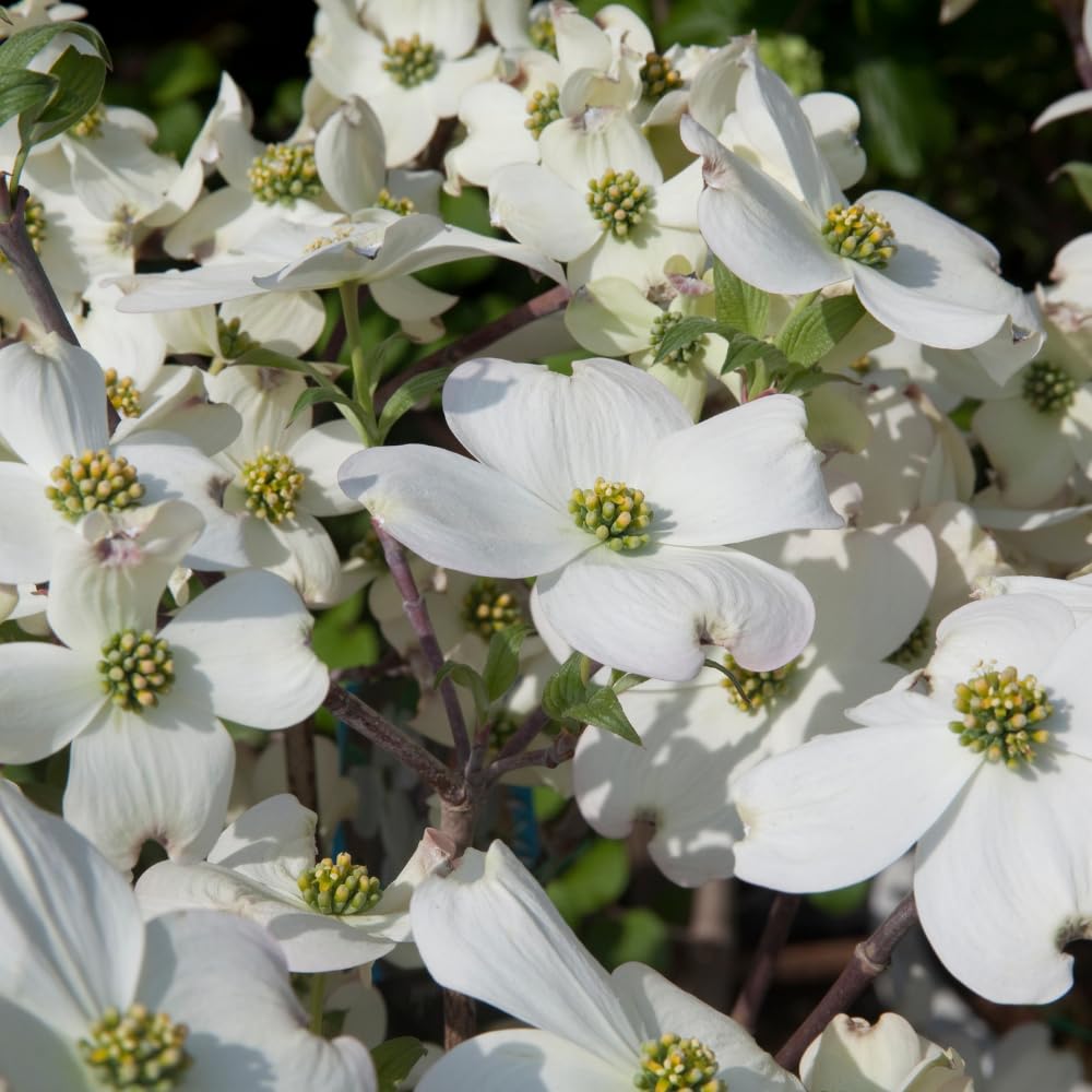 Set 2 Dogwood Bare Root Plants, Flowering Dogwood Tree Live Plant, 12-18 Inches Tall, Spring Blooms, Flowering Ornamental Tree for Outdoor Garden