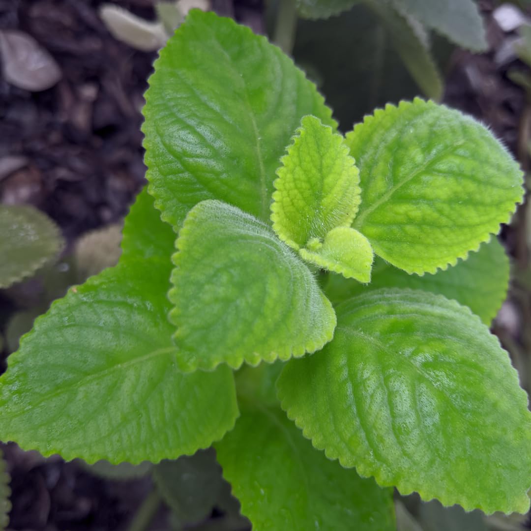 2 Mixed Cuban Oregano Plants Live for Indoor Outdoor Planting, Starter Size 4-6" in Tall, Mexican Mint Plant, Spanish Thyme Culinary Herb Indoor Outdoor Growing