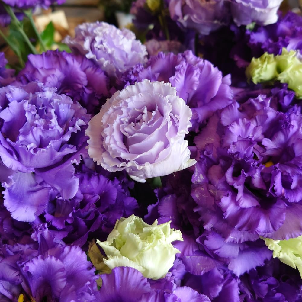 Vibrant Blue Eustoma Lisianthus Plants Live Plug Size, Well-Rooted 3-5" in Tall, Texas Bluebell, Thornless Love Rose Plant, Summer Fall Bloom