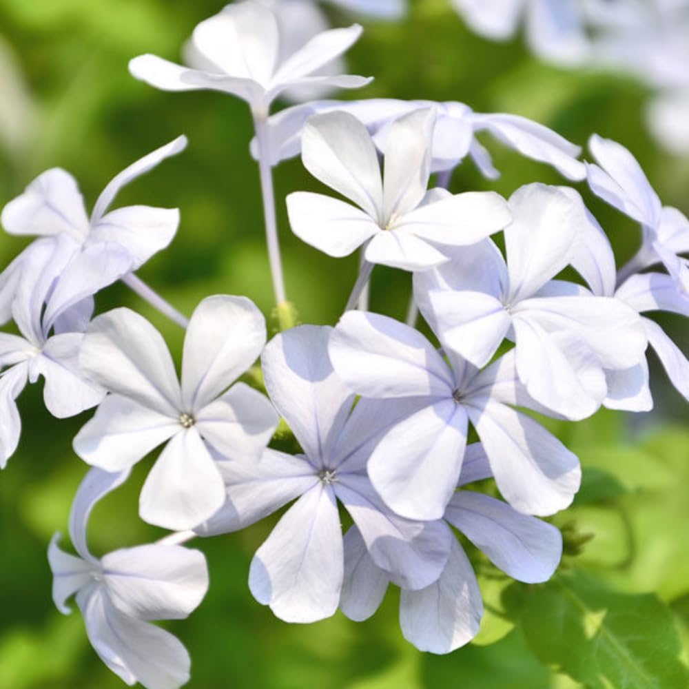 Pack 3 White Plumbago Plants Live, 4-7 Inches Tall, Tropical Flowering Shrub for Garden or Containers