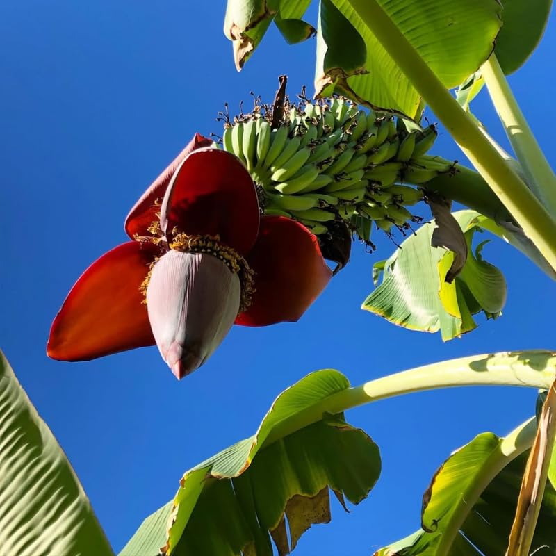 NAM Wah Banana Tree Live Plant 4–7″ Tall, Tropical Banana Plant, Fast Growing, Indoor and Outdoor Growing