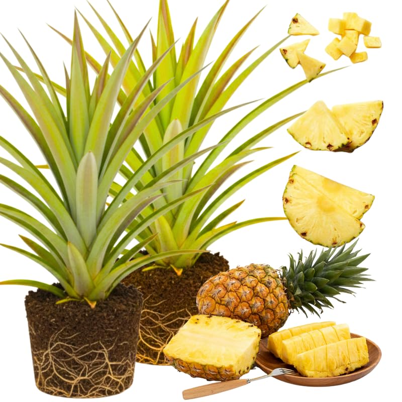 Pack 2 Elite Gold Pineapple Plants Live, Tropical Fruit for Spring Plant, Well-Rooted 4 to 8 Inch Tall for Planting Outdoor Full Sun