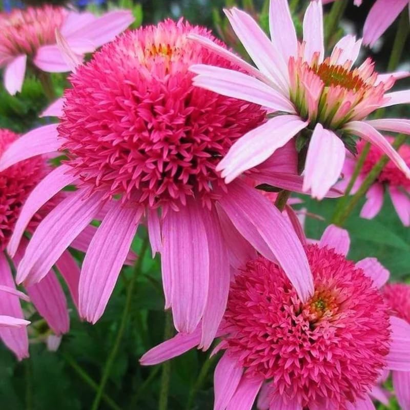 Double Pink Coneflower Live Plant, Echinacea Plants Hardy Flowering Perennial, Starter Plant 3-5 Inch