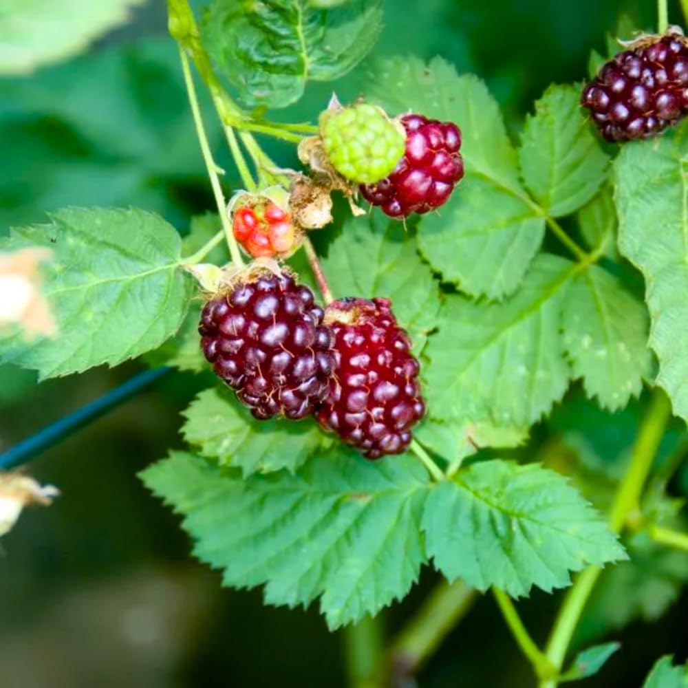 4 Sweet Boysenberry Plants, Live Boysenberry Fruit Bushes, Planting Indoor Outdoor 5 Inches