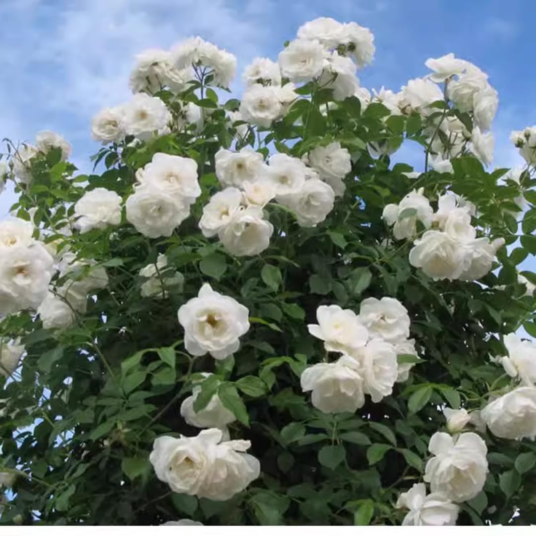 2 White Rose Plants Climbing, Roses Bushes Plant Live Trees, Fragrant and Well-Rooted, Starter 4 to 9 Inc Tall, No Leaf, Vining Roses for Planting Outdoor, Colorful Blooms