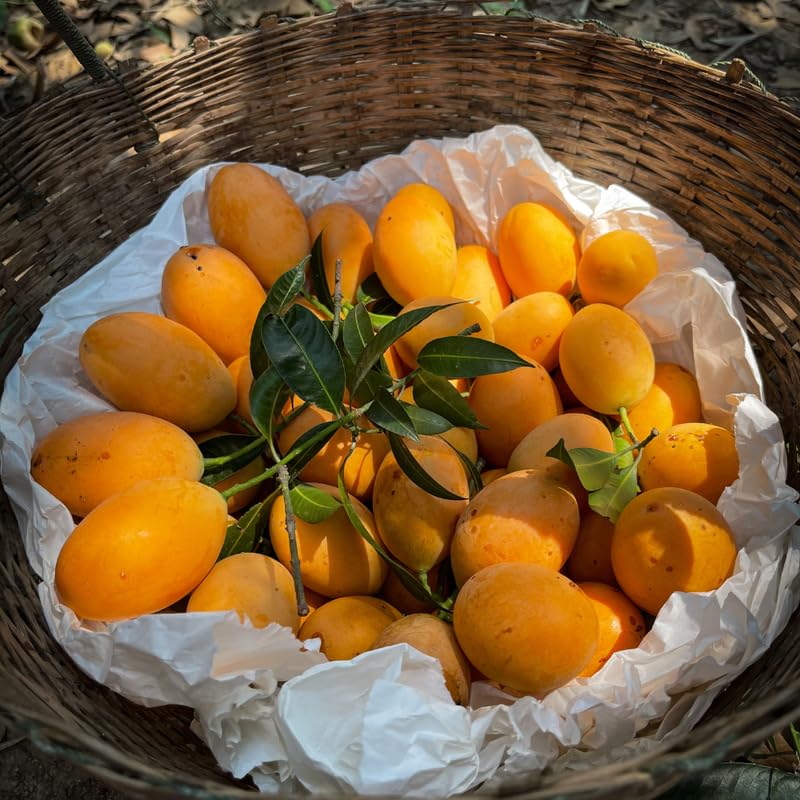 Mango Live Plant, Tropical Mango Fruit Tree Ready to Plant 2 to 3 Feet, Outdoor and Container Growing, No Shipping to CA