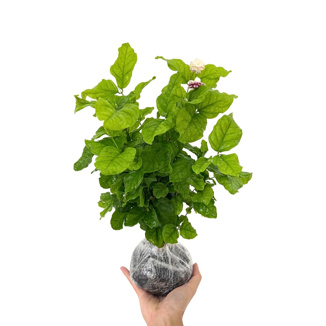 Gardenia Jasmine Plants Live, Set 3 of Frostproof Cape Jasmine Live Plants, 5 Inches to 7 Inches Long, Plant for Indoors Or Outdoor Gardening