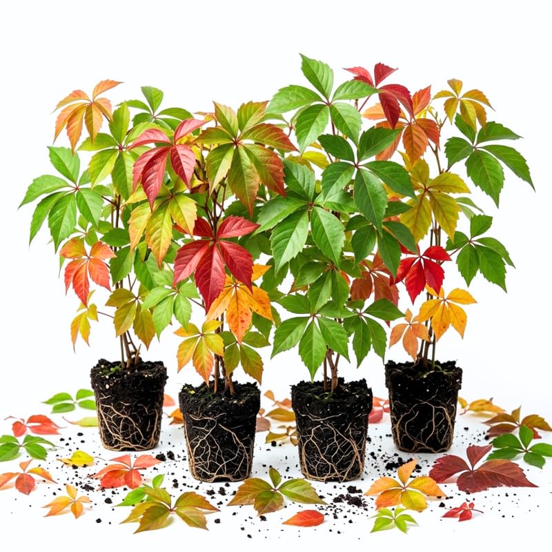 4 Virginia Creeper Live Starter Plants, Red Ivy Climbing Vine