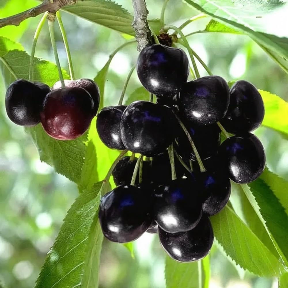Black Cherry Tree Live Plant, 1 Year Old Trees 1-2 Feet Tall, Dormant, Bare Root Sweet Cherry Plant Live, Hardy Fruit Trees for Outdoor Planting