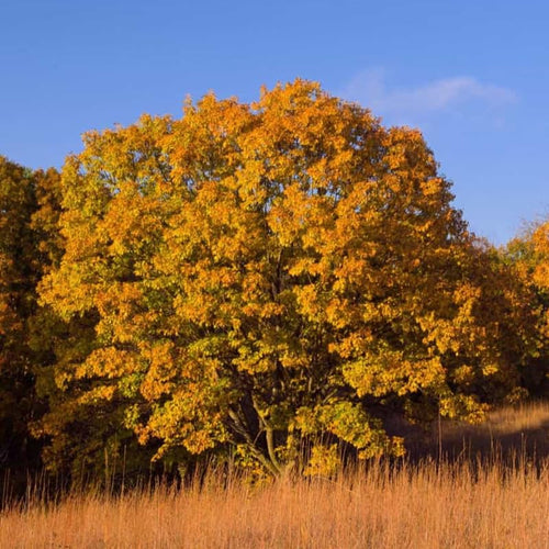 1 Year Old Chestnut Oak Tree Live Plant in 4" Pot, Fast Growing Shades Tree, Well-Rooted Seedling, Dormant in Winter, 6-12 Inches in Tall