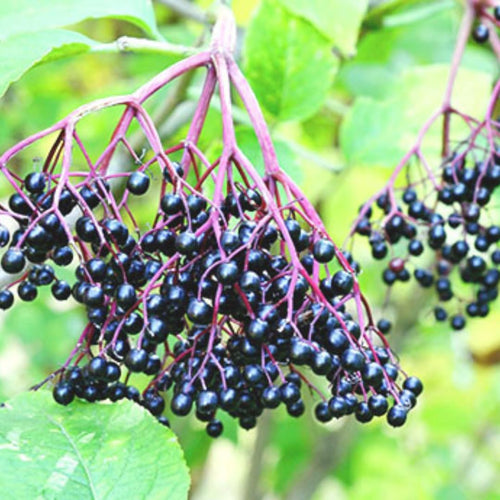 1 Black Elderberry Plant Live, 6-9 Inch Tall, American Elderberry Bush, Hardy Elderberries Tree