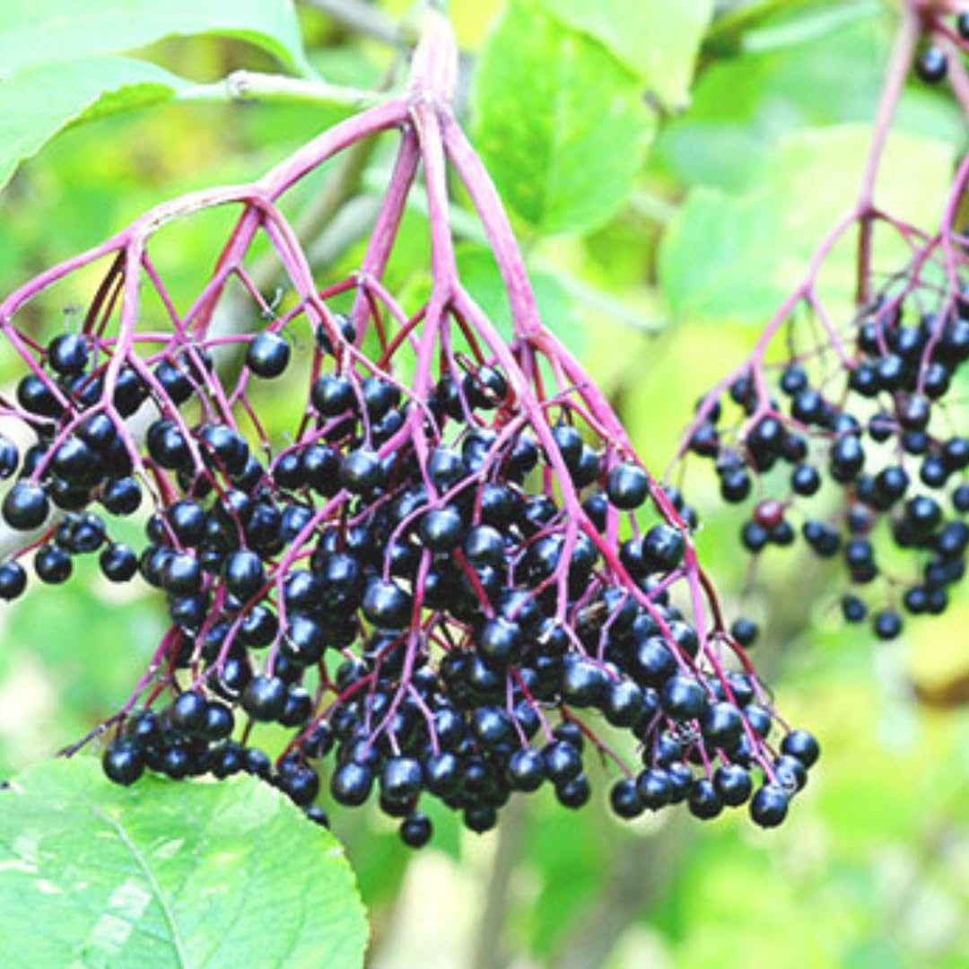 2 Black Elderberry Plants Live, 6-10 Inch Tall, American Elderberry Bush Live Plant, Sweet Elderberries Fruit