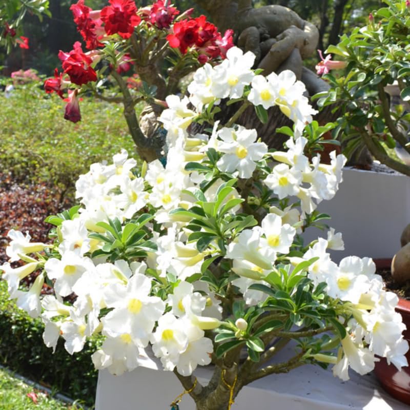 White Desert Rose Plant Live, Adenium Obesum Desert Rose Succulent Live Plant, 4-8 Inches Tall, Flowering Cactus