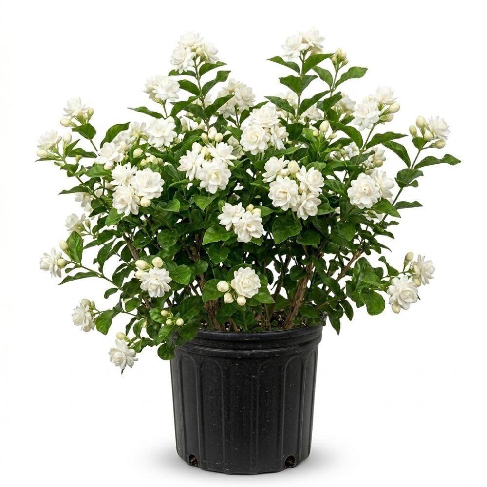 Grand Duke of Tuscany Jasmine Plant 3 Gallon Pot, 2-3ft Tall, Fragant Arabian Jasmine Tree for Garden, No Ship to CA