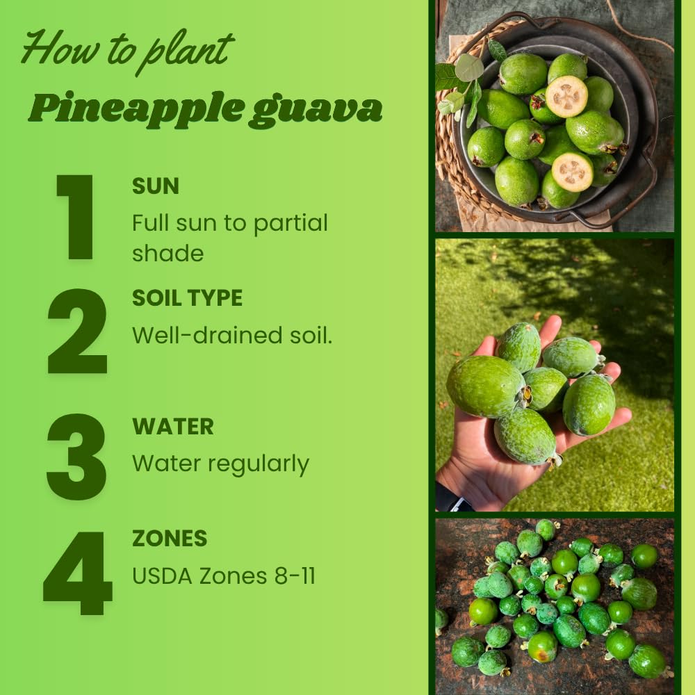 Pineapple Guava Tree Live Plant 2-3 Feet Tall in 3 Gallon Pot, Edible Tropical Fruit Tree, Fully Rooted, Sweet Fruit, No Ship to CA