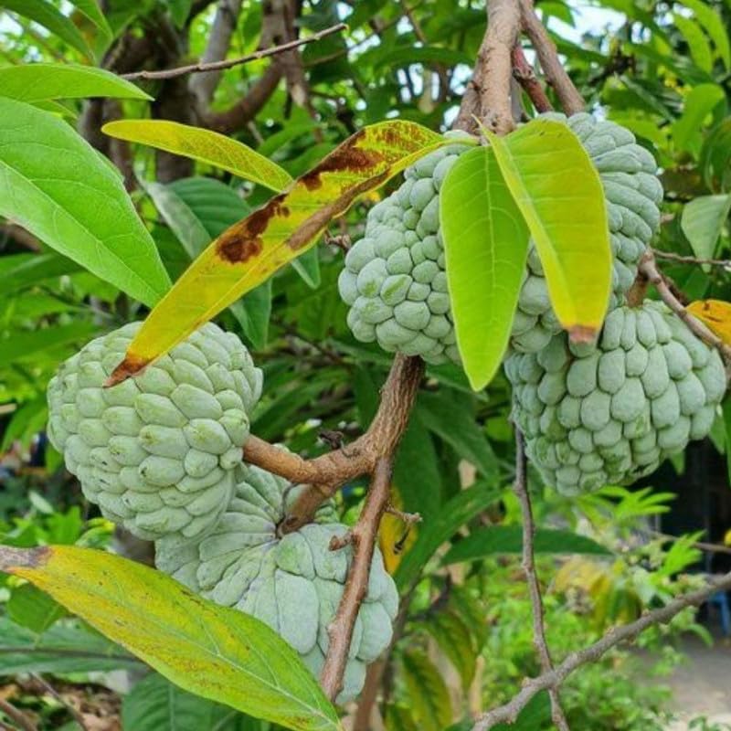 Green Sugar Apple Live Plant 1 Gallon Pot, Custard Apple Tree, Sweetsop Plant for Growing, 24-30" Tall, No Ship to CA