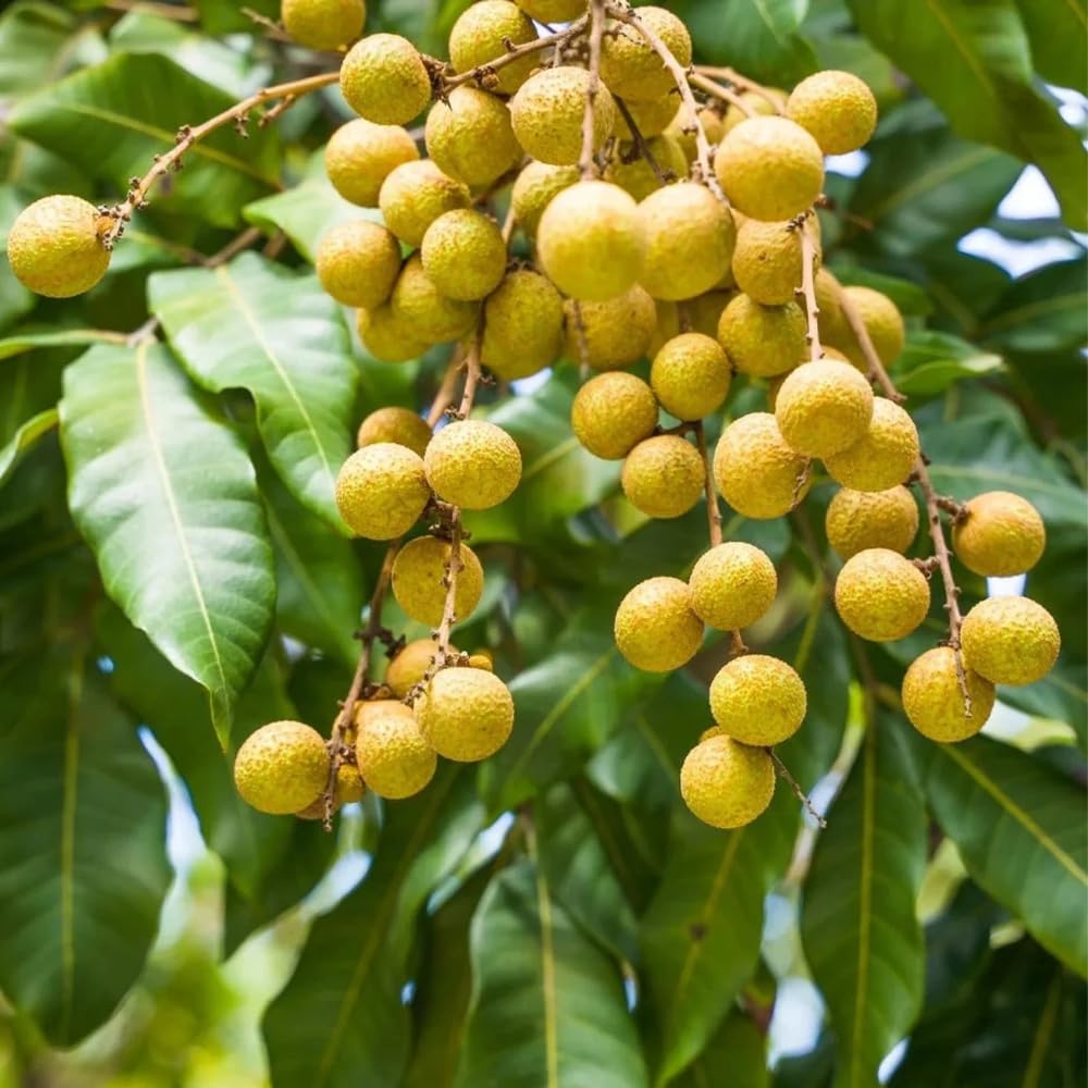 Longan Plant Live for Planting, 5-9 Inch Tall, Sweet Longan Fruit Tree, No Pot