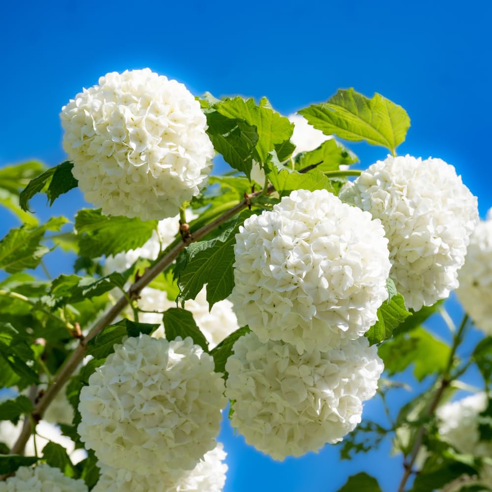 Set of 2 Snowball Viburnum Bare Root Plants, 1-2 Feet Tall, Hardy Flowering Shrubs with White Blooms for Outdoor Planting