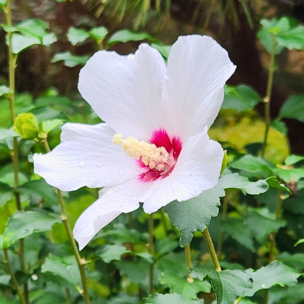 Althea Rose of Sharon Plants Live, Flowering Althea Red and White, Hibiscus Syriacus Plant for Outdoor Landscaping, 2 to 6 Inches Tall