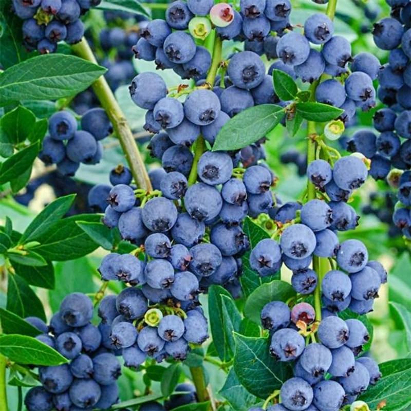 Sets 2 Blueberry Trees Live Plants, Blueberries Bushes, Hardy and High Yield, Seedlings Southern Highbush Blueberry Plants Live for Outdoor Growing, 5-7" Tall (Blue)
