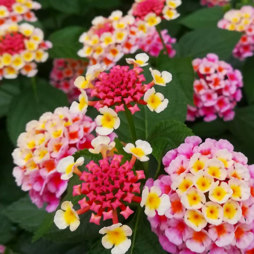 2 Pink Lantana Plants Live, 5 to 7 Inches Tall, Lantana Live Plants for Planting Outdoors, Perennial Flower Plant