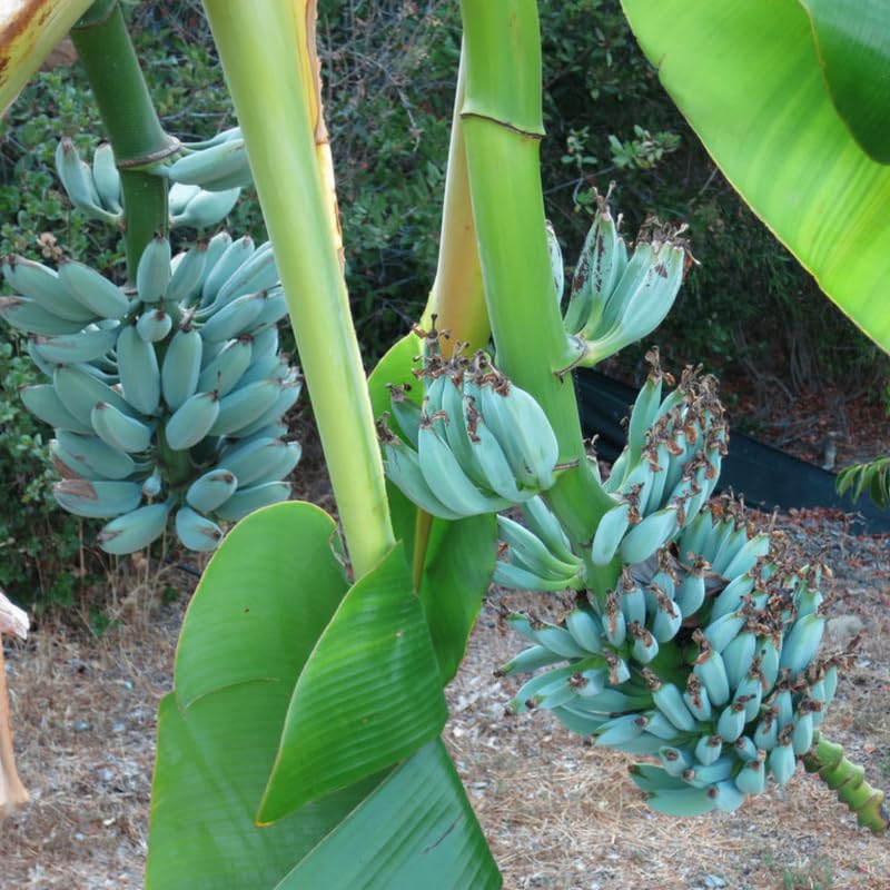Ice Cream Banana Plant, Banana Trees Live Plants, 4-6" Tropical Fruit Tree for Home Garden, Patio and Container Growing