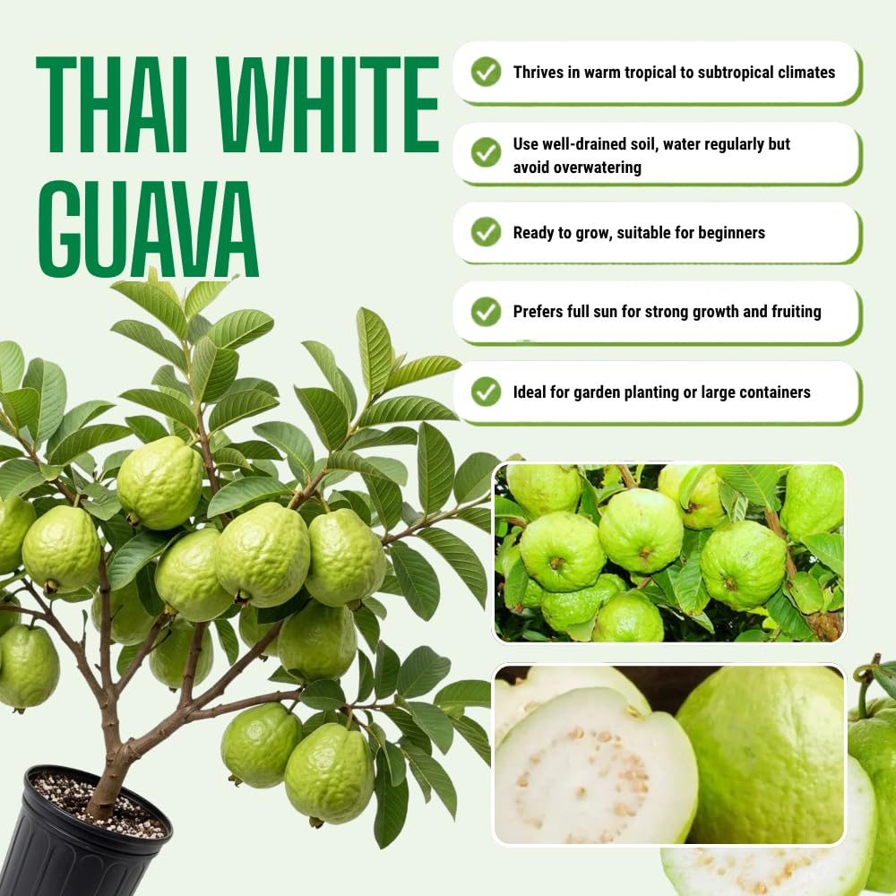 Thai Kilo Guava Plant Live, Hardy Tropical Guava Plant 3-4 Feet, Guava Fruit Tree Well Rooted in 3 Gallon Pot, No Ship to CA