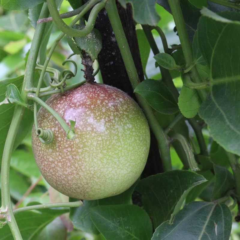 Red Passion Fruit Vine - 1 Gallon Pot, 2-3 Feet Tall Live Plant Sweet Tropical Passiflora Fruit, Fast Growing, No Ship to CA