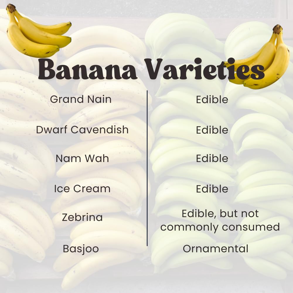 2 Namwah Banana Plants Live, Banana Fruit Tree Starter, Indoor Outdoor Planting, 4-6 Inches Tall