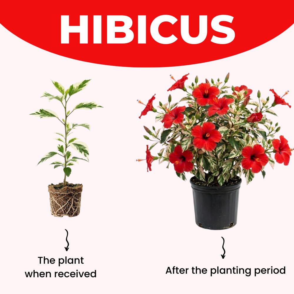 2 White Red Hibiscus Live Plants, 4-8'' Tall Hardy Hibiscus Flower Starter Plants, Well Rooted Perennial Flower Plant for Home Garden and Containers