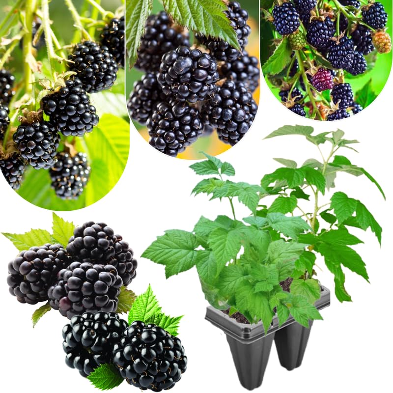 Pack 2 BlackBerry Plants Live, 4-8 Inch Tall, Arapaho Thornless Blackberries Fully Rooted High Yield Berry Plants for Outdoor Planting