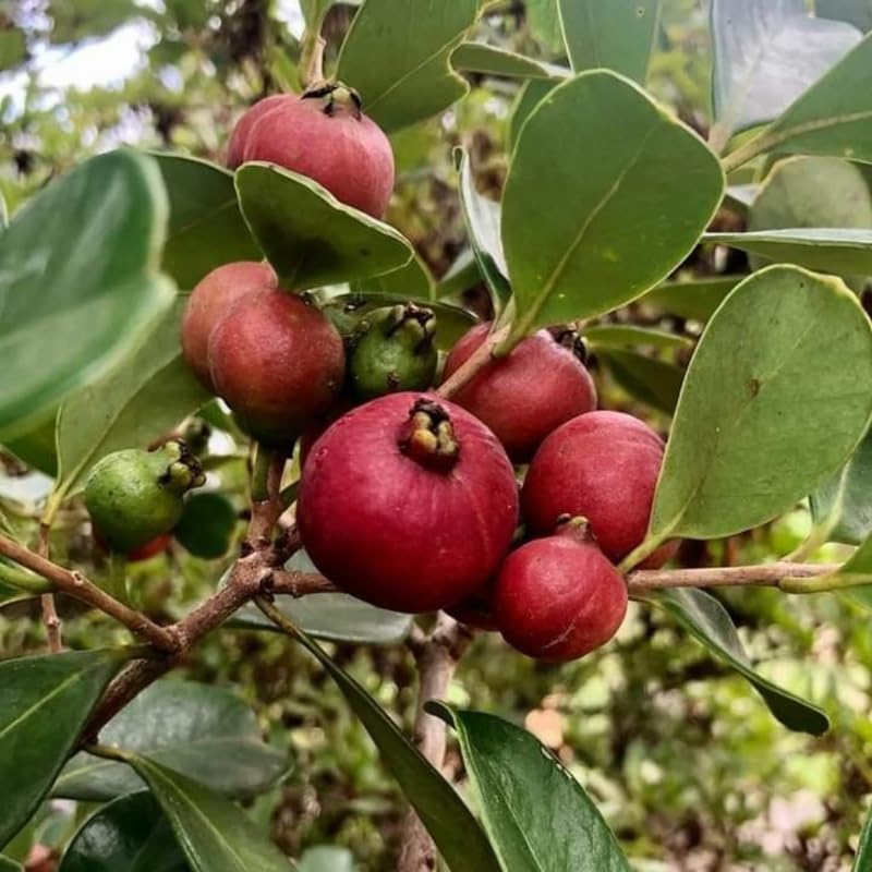 Strawberry Guava Tree Live Plant, Sweet Tropical Fruit Tree for Patio, 2-3 Feet Tall in 3 Gallon Pot for Planting Outdoors, No Ship to CA