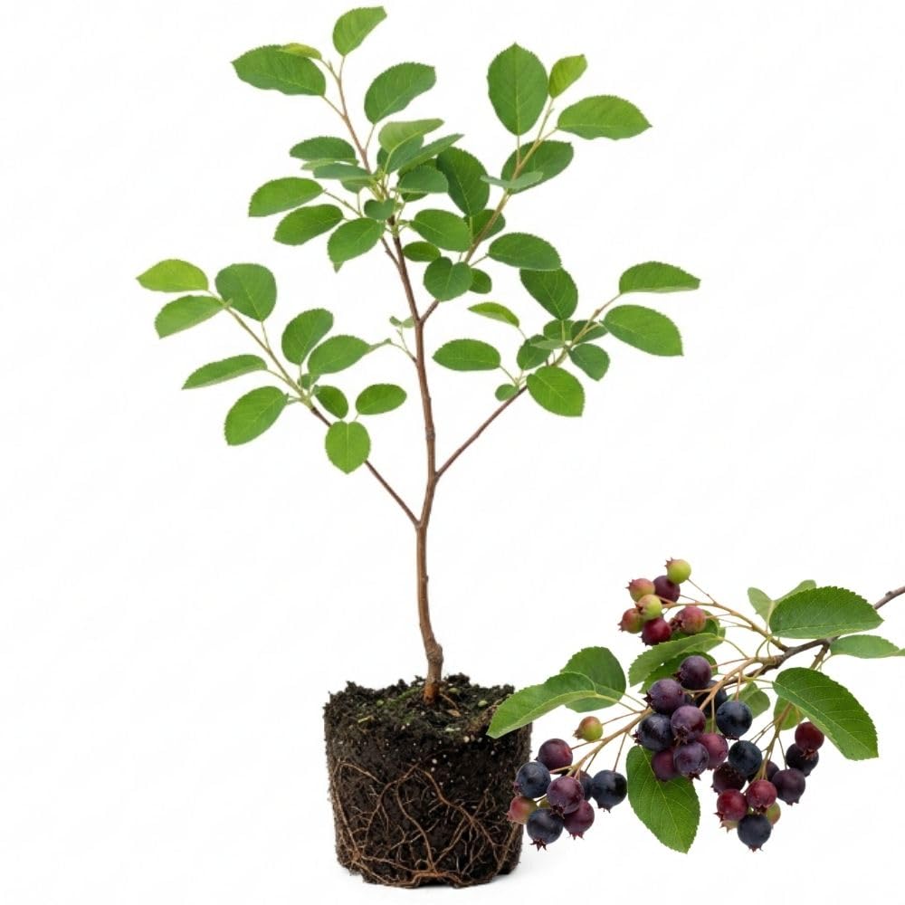 Serviceberry Plant, 4-8" Tall Serviceberry Tree Plant for Outdoor Garden