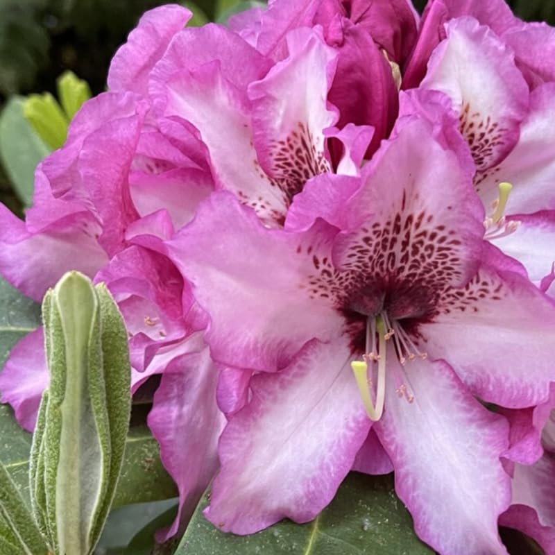 Rich Purple Rhododendron Live Plant Shrubs for Outdoor Planting, Azalea Bushes Ready to Plant, Fragrant Rhododendron Plant Live
