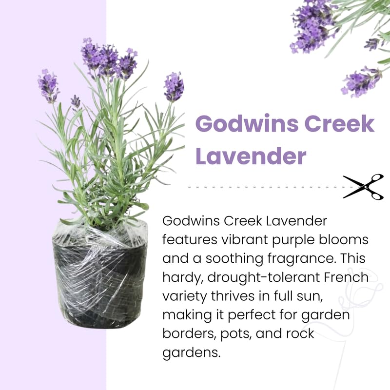 Pack 4 Grey Lavender Plants Live, 4–8" Tall, Fragrant Lavender Flower Lavandula Perennial Well-Rooted, No Pot