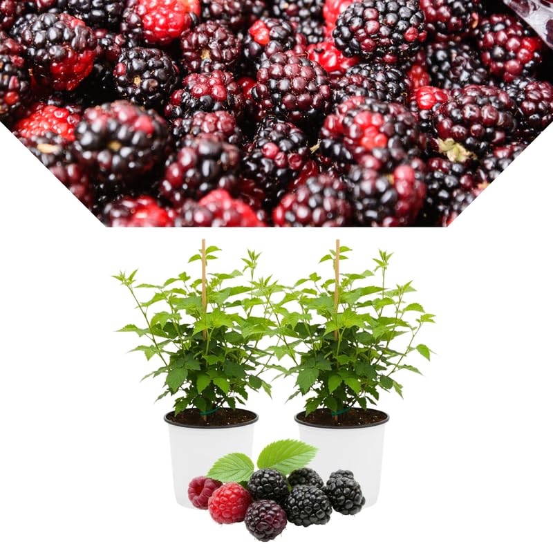 2 BlackBerry Bushes Live Plant, Sweet, Thornless, High Yielding Berries for Outdoor Planting, Fully Rooted 4-7 Inches (Osage)