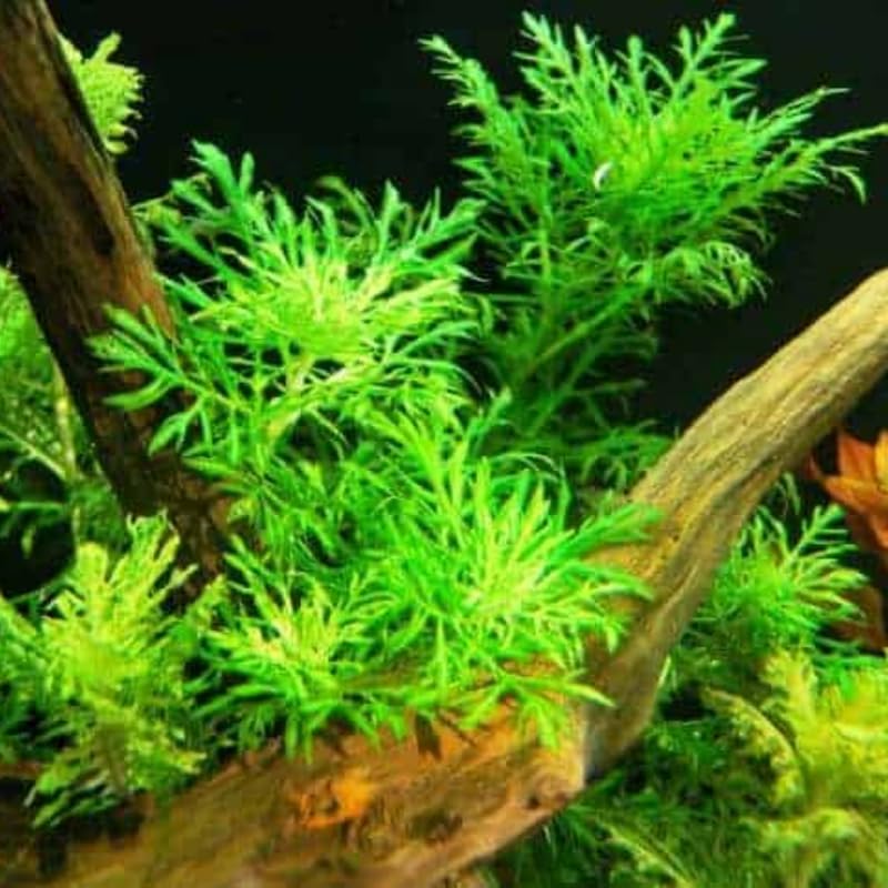 5-7 Water Wisteria Aquarium Live Plant Stems, Water Wisteria Live Aquatic Plants for Freshwater Aquarium, Live Aquarium Plants Freshwater Bundle