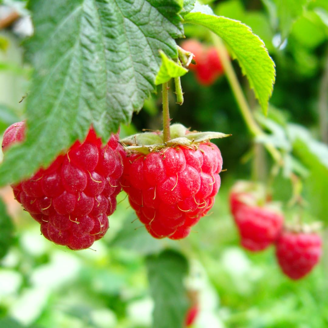 Set of 2 Raspberry Plants Live, Raspberry Bushes, Raspberries Plant, 4 to 6 Inch in Tall for Growing (Caroline Red Raspberry)
