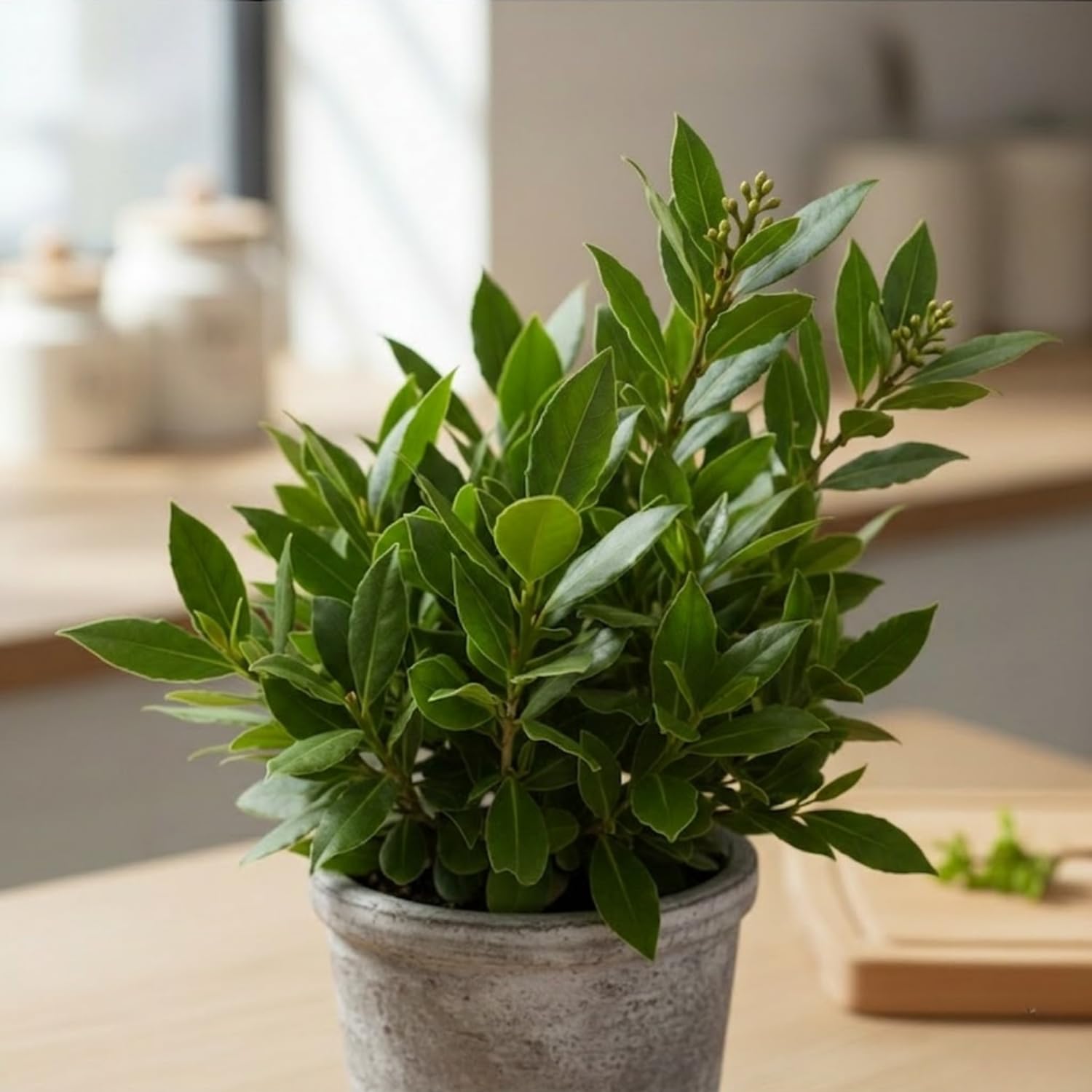 Bay Leaf Tree Live Plant 4–7 Inch Tall, Bay Laurel Herb Plant for Indoor or Outdoor Growing, Culinary Herb Tree for Garden
