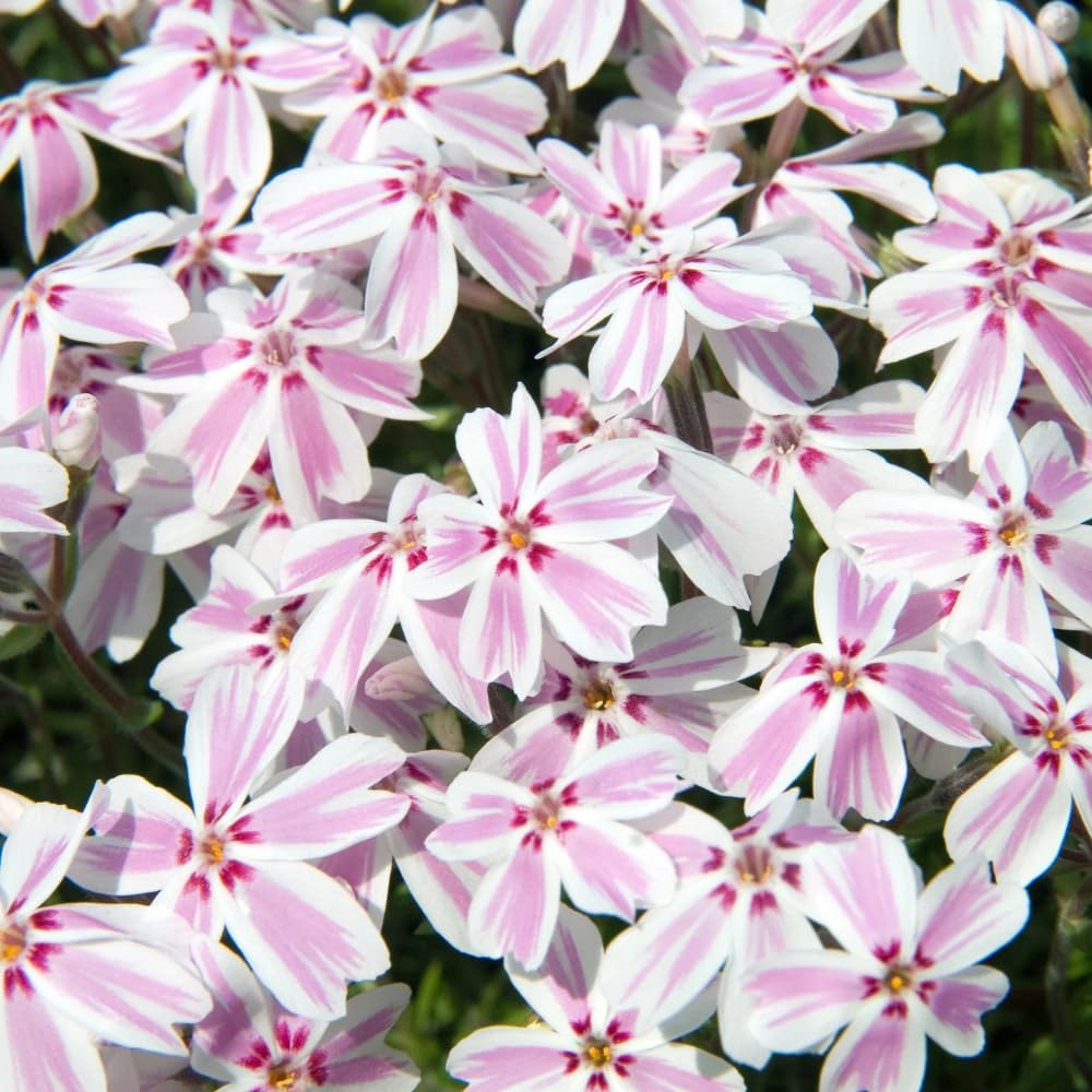2 Pink White Creeping Phlox Plants Live Perennials, Creeping Phlox Live Plants, 4-6 Inch Tall, Ornamental Phlox Flowers Seedlings