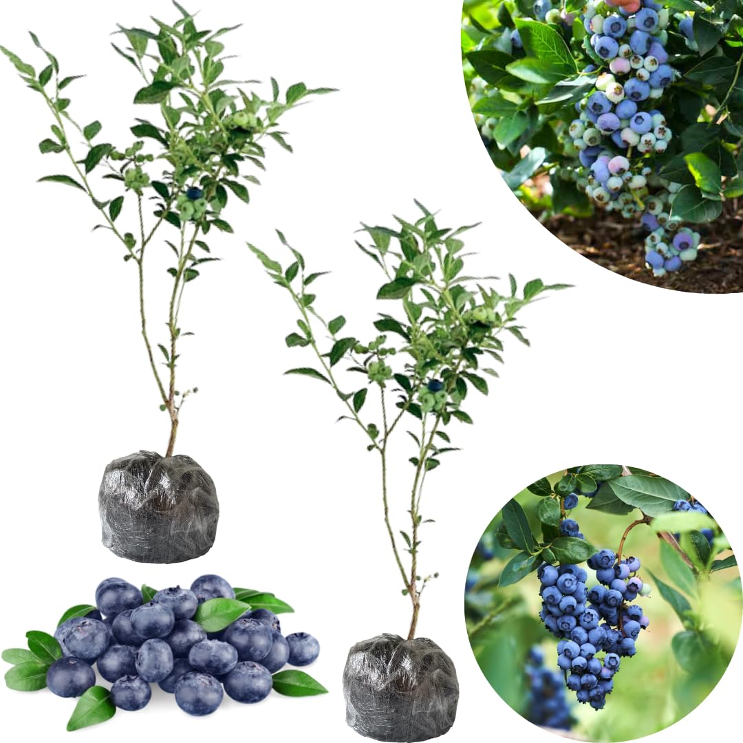 Set 2 Sunshine Blueberry Bushes Live Plants, Blueberry Plants Live for Planting, Blueberry Fruit Trees, 5-9 Inch Tall