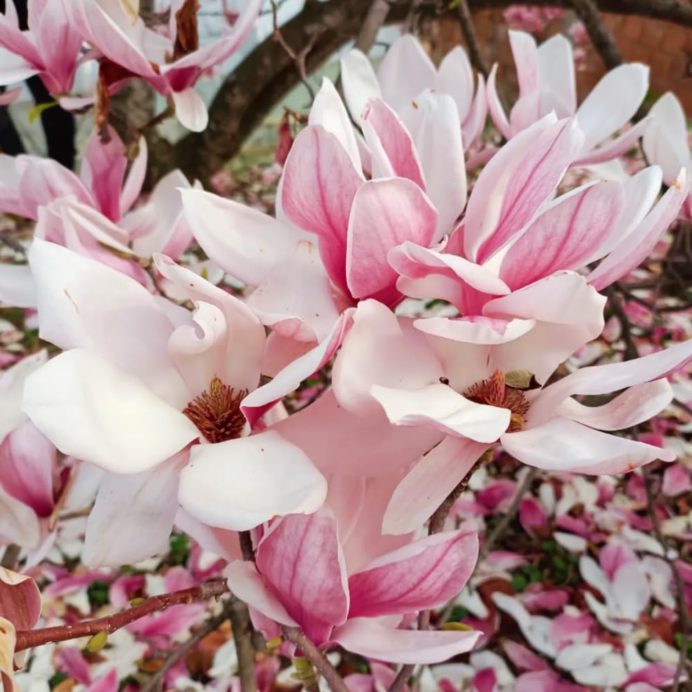 1 Year Old Saucer Magnolia Tree in 2.5" Pot, Fragrant Pink White Flowers, Dormant in Winter, 6-12 Inch Magnolia Trees Live Plants, No Leaf