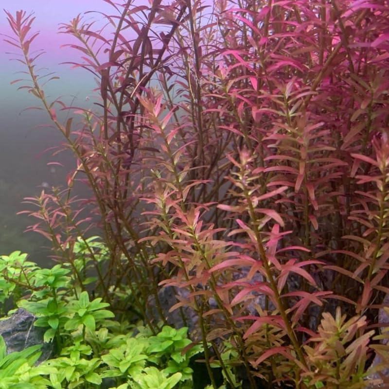 H'ra Red Rotala Plant Stems, Live Aquarium Plant - 1 Clump Bundle