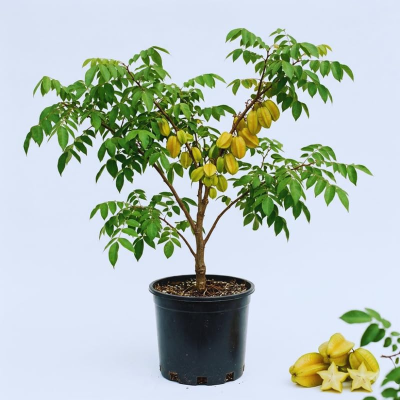 Starfruit Tree Live Plant, Star Fruit Plant Live, 3 Gallon Pot, Hardy Fruit Garden Outdoor, No Ship to CA