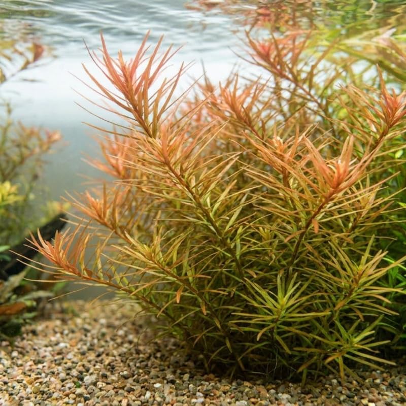 Green Orange Ludwigia Plants Live, 1 Bundle Aquatic Plant