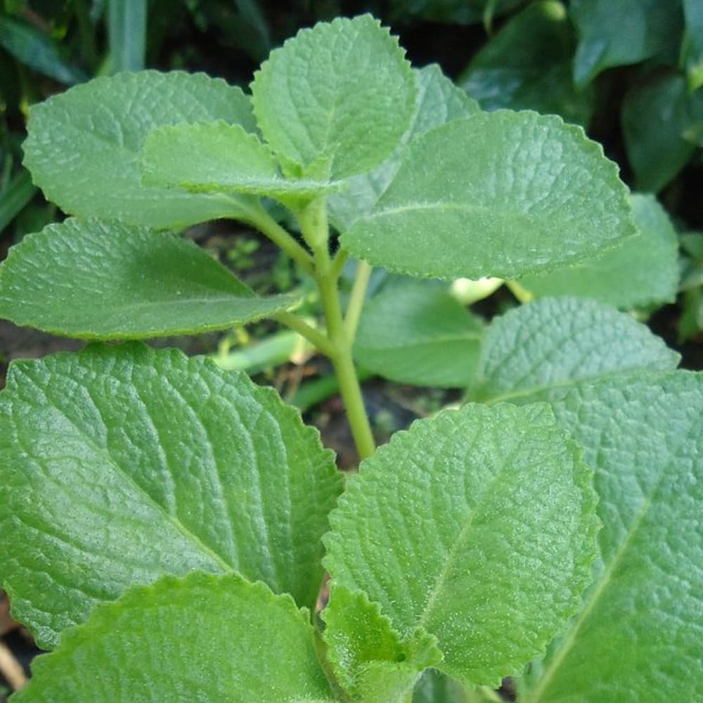 Cuban Oregano Plants Live, Pack 2 Live Cuban Oregano Plant Indoor Oudoor, Mexican Mint Plant, Spanish Thyme Plant, 4 to 6 Inches Tall Outdoor