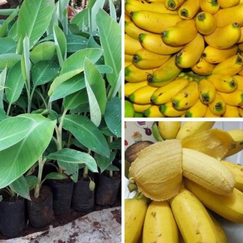 Rare Yellow Banana Plant Live for Planting, Banana Trees Live Plants for Outdoor Indoor Planting, Cold Hardy, 4-7" in Tall, No Pot, Musa Plant
