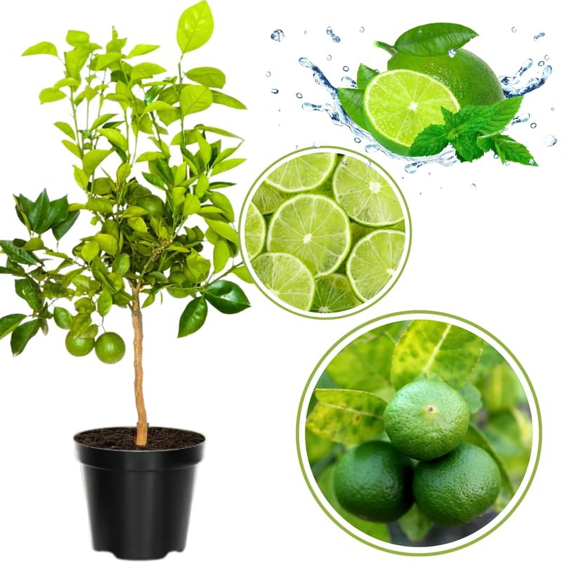 Mature Seedless Lime Tree Live Plant in 5 Gallon Pot, 2-3 Feet in Tall, Already Bearing Fruit, Cold Hardy and High-yielding, Fragrant Citrus Trees
