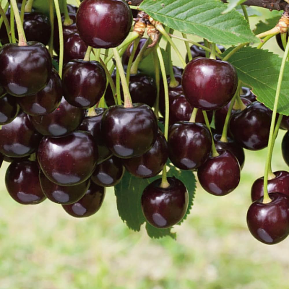 Black Cherry Tree Live Plant, 1-1.5 Feet Tall, Sweet Cherry Fruit Tree, Bareroots, Dormant, Cherries Plant for Outdoor Planting, Home Orchard